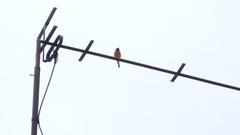 Phoenicurus phoenicurus