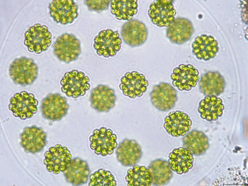 Eudorina elegans