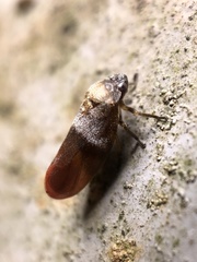 Eoscarta