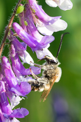 Eucera nigrescens