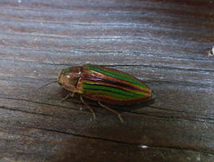Buprestis striata