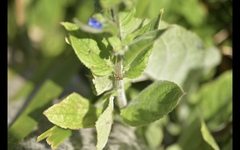 Pentaglottis sempervirens