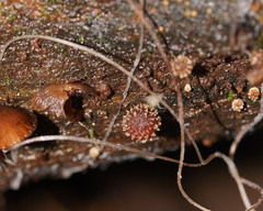 Psathyrella echinata