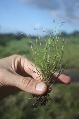 Linderniella trichotoma