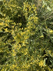 Anthyllis terniflora