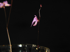 Utricularia lateriflora