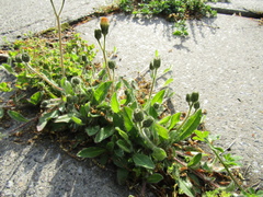 Pilosella piloselliflora