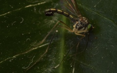Sciapus platypterus
