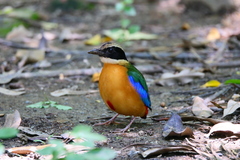 Pitta moluccensis