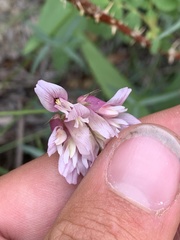Trifolium dedeckerae
