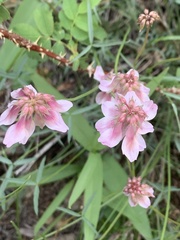 Trifolium dedeckerae
