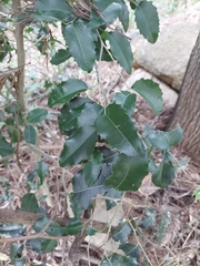 Denhamia bilocularis