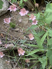 Trifolium dedeckerae