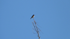 Phoenicurus phoenicurus