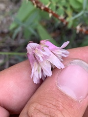 Trifolium dedeckerae