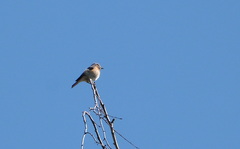 Phoenicurus phoenicurus