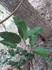 Denhamia bilocularis