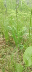 Hemerocallis minor
