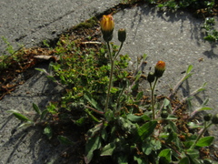 Pilosella piloselliflora