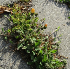 Pilosella piloselliflora