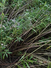 Symphyotrichum novi-belgii