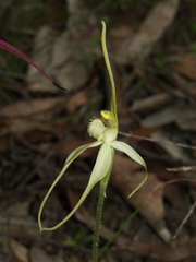 Caladenia cruciformis