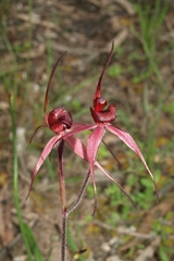 Caladenia cruciformis