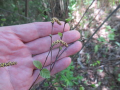 Betula fruticosa