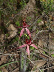 Caladenia cruciformis