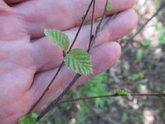 Betula fruticosa