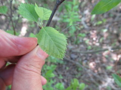 Betula fruticosa