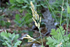 Festuca paniculata