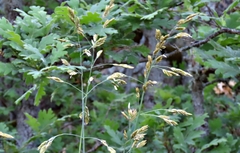 Festuca paniculata