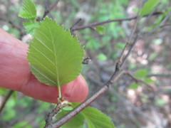 Betula fruticosa