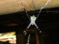 Argiope modesta