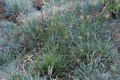 Festuca paniculata