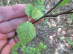 Betula fruticosa
