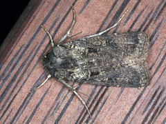 Agrotis munda