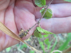 Betula fruticosa
