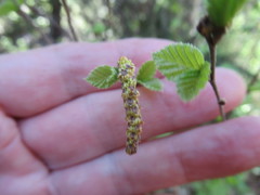 Betula fruticosa