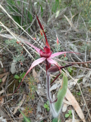 Caladenia cruciformis