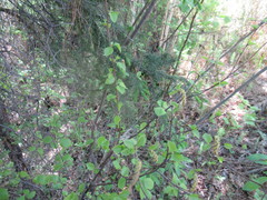 Betula fruticosa