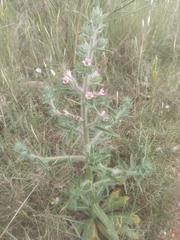 Echium asperrimum