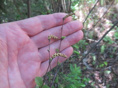 Betula fruticosa