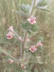 Echium asperrimum