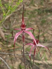 Caladenia cruciformis