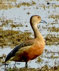 Dendrocygna javanica