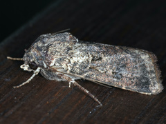 Agrotis munda