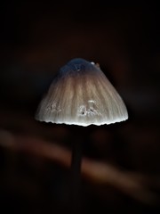 Mycena cystidiosa