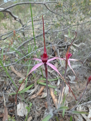 Caladenia cruciformis